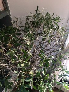 Photo de galerie - Taille de haies et d'arbustes