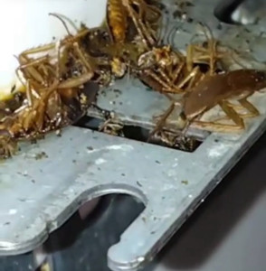 Photo de galerie - Traitement insectes rampants (blattes) 