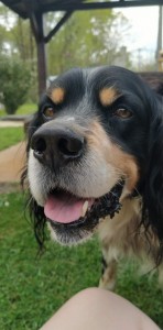 Photo de galerie - Voici une photo de réalisation proposée pour un Voisin