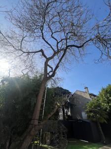 Photo de galerie - Élagage de branche sur un arbre d’environ 15 m