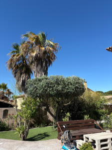Photo de galerie - Taille d’olivier