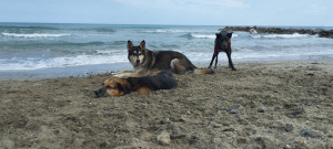 Photo de galerie - Promenade de chiens sur la plage ☺️