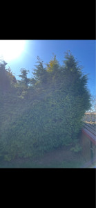 Photo de galerie - Taille de haies et d'arbustes