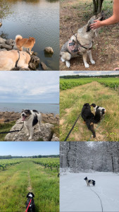 Photo de galerie - Multiples chiens que j’ai promenés