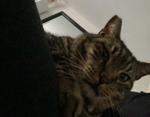 Photo de galerie - Garde de chat