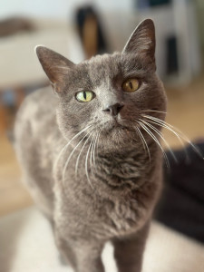 Photo de galerie - Grisoune