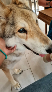 Photo de galerie - Apache, le loup qui appartiens au gerant du club canin et qui travail parfois avec nous