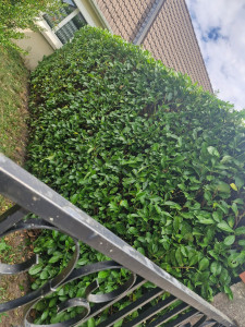 Photo de galerie - Taille de la haie fini 