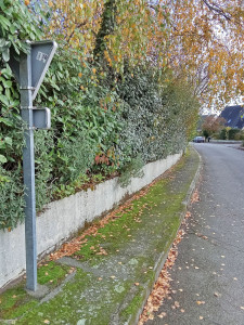 Photo de galerie - Début des travaux pour la haie je me tiens à votre service n'hésitez pas en ce moment - 50 % surtout prestation merci cordialement