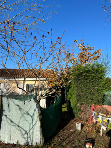 Photo de galerie - Taille de haies et d'arbustes