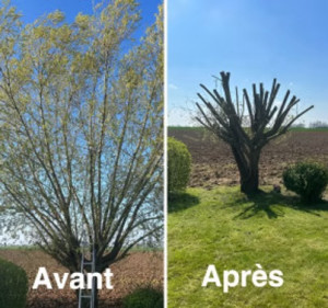 Photo de galerie - Élagage d’arbres