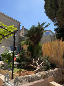 Photo de galerie - Coupe d’arbre 