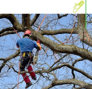 Photo de galerie - Élagage d’arbre