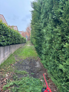 Photo de galerie - Taille de haie 