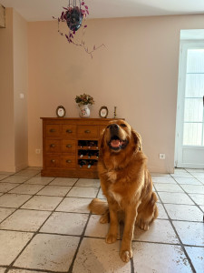 Photo de galerie - Timon, un Golden heureux de retrouver sa pet-sitter préférée
