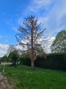 Photo de galerie - Démontage d'un pin attaqué par le scolyte.