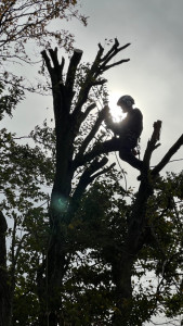 Photo de galerie - Elagueur Voltigeur 