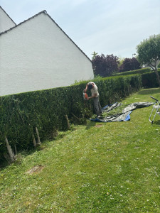 Photo de galerie - Taille de Haie  avant et après 