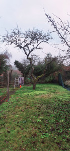 Photo de galerie - Elagage et coupe d'arbres