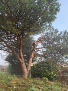 Photo de galerie - Elagage et coupe d'arbres