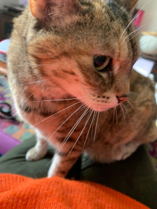 Photo de galerie - Shôcette, ma petite chatte européenne