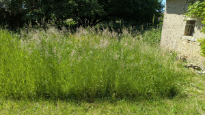 Photo de galerie - Jardin avant 