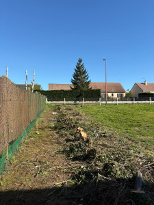 Photo de galerie - élagage de 24 cyprès avant dessouchage 