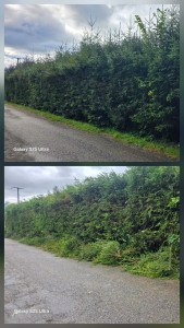 Photo de galerie - Taille de haies et d'arbustes