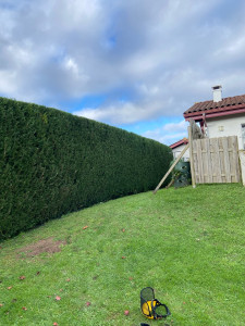 Photo de galerie - Taille de haies et d'arbustes