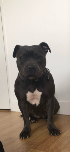 Photo de galerie - Accueil régulier d’une Staffie entre ses 6 mois et ses 3 ans 