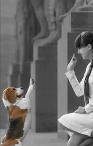 Photo de galerie - Bonjour, Éducatrice canin depuis 2009, 
en cas de besoin, n'hésitez pas.
Garde, Promenade...