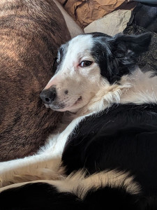 Photo de galerie - Garde chiens 