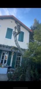 Photo de galerie - Nettoyage platane 