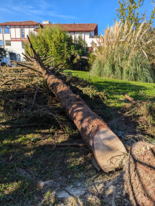 Photo de galerie - Elagage et coupe d'arbres