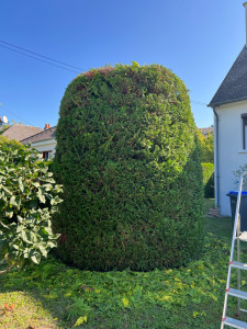 Photo de galerie - Taille d’un cyprès vu d’après 