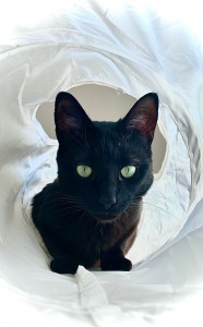 Photo de galerie - Garde chat