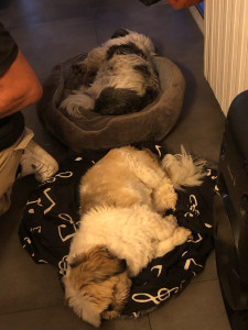 Photo de galerie - Garde chien