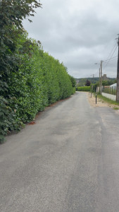 Photo de galerie - Avant taille en profondeur environ 1m/1m50 de largeur 