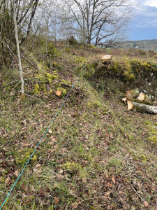 Photo de galerie - Elagage et coupe d'arbres