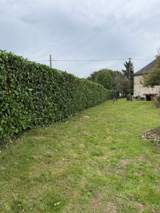 Photo de galerie - Taille de haie 50m
