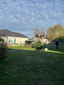 Photo de galerie - Abattage d’arbres et plusieurs arbustes 