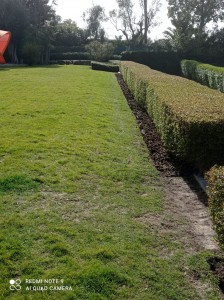 Photo de galerie - Taille de haies et d'arbustes