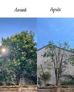 Photo de galerie - Taille d’arbre à Pau 