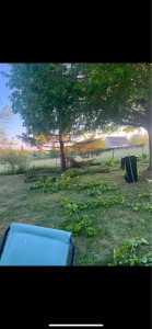 Photo de galerie - Abattage de grand arbre?.