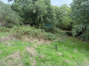 Photo de galerie - Ronciers et herbes hautes - Avant