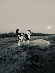 Photo de galerie - Balade