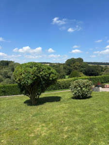 Photo de galerie - Taille de 2 arbustes