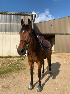 Photo de galerie - Un des chevaux que je m’occupe en pension !