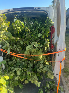 Photo de galerie - Nettoyage court