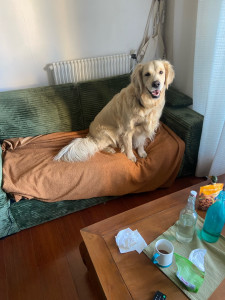 Photo de galerie - Garde chien